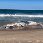 Baleia morta encalha em praia