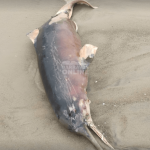 Animais marinhos são encontrados mortos em praias da região
