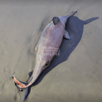 Animal marinho de grande porte surge morto em praia