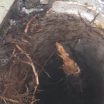 Laudo aponta a necessidade de manejo de figueira que ameaça estrutura do Paço Municipal de Barra Velha
